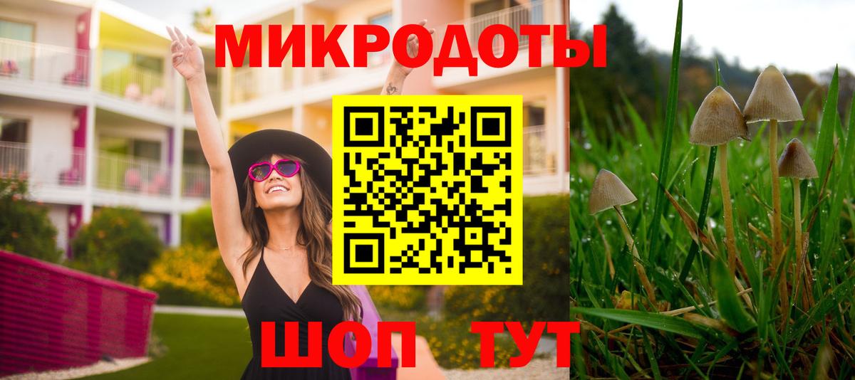Псилоцибиновые грибы Psilocybe Дмитров